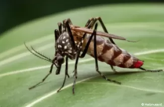 Ilustrasi nyamuk Demam Berdarah Dengue (DBD). (Foto: Halonusa.id/AI Ideogram)