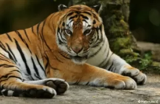 Harimau Sumatera. (Foto: News Taman Safari Indonesia)