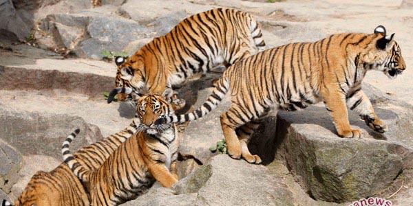 Foto Warga Manggopoh Temukan Anak Harimau Sumatera di Kebun Jagung