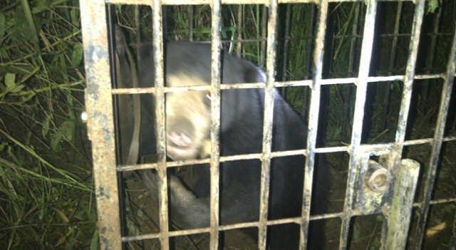 Foto Beruang Madu Masuk Kampung, Warga Garagahan Cemas