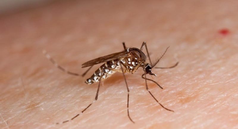 Foto Cara Ampuh Mengusir Nyamuk Demam Berdarah