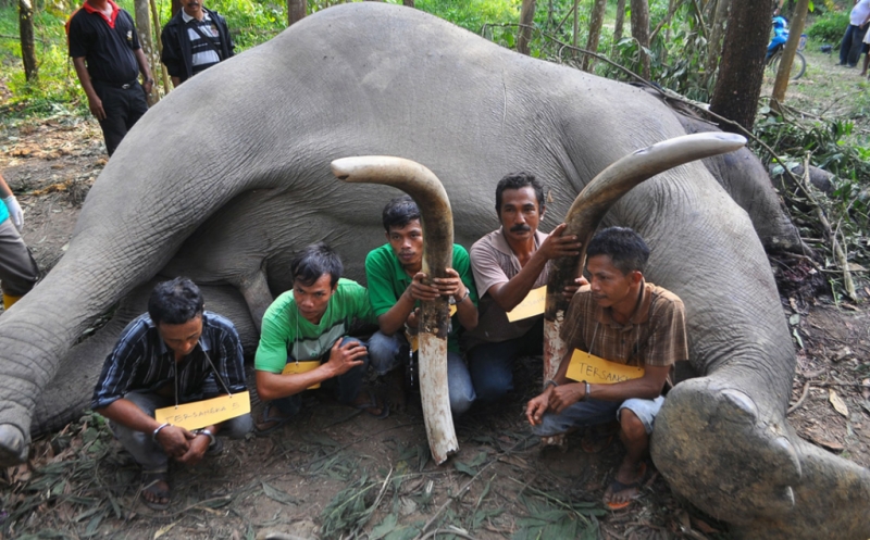 Foto Kasus Perburuan Gajah Belum Tuntas