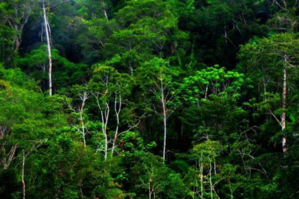 Foto Hutan Adat di Mentawai Ditetapkan 26 Ribu Hektare