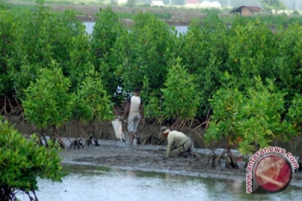 Foto 5 Hektare Tanaman Mangrove di Pariaman Mati Kekeringan