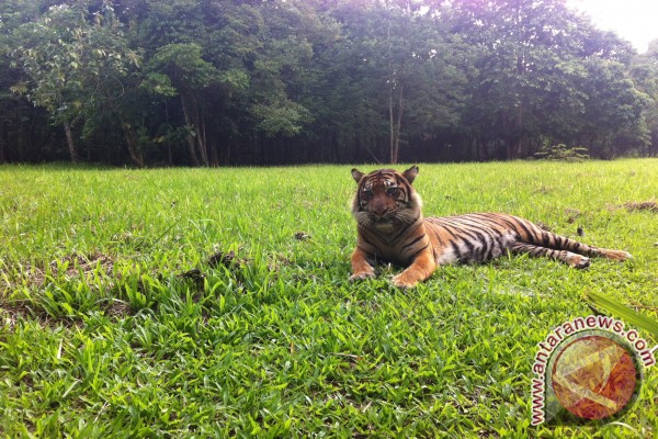 Foto Harimau Terjerat Perangkap Dievakuasi ke Bukittinggi