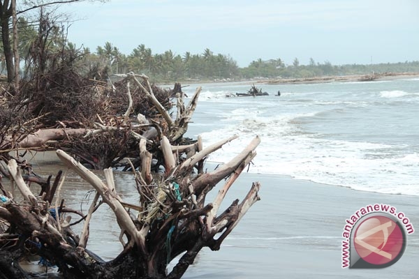 Foto Ancam Pemukiman Warga, Abrasi Pantai Sasak Mengkhawatirkan