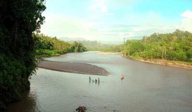Foto Habitat Buaya, Warga Dilarang Beraktivitas di Batang Masang