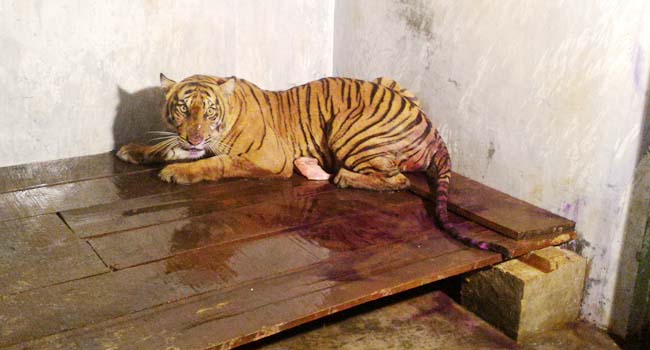 Foto Begini Penampakan Harimau yang Dievakuasi dari Pessel Saat Tiba di TMSBK Bukittinggi