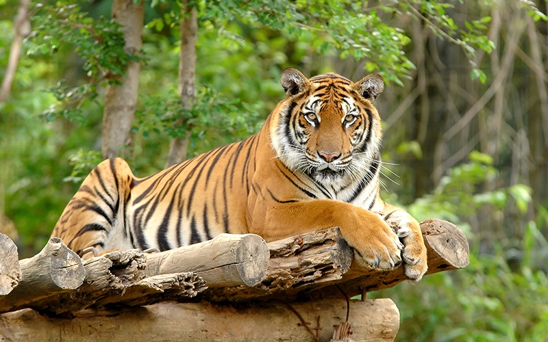 Foto Harimau Bonita Pendiam dalam Perjalanan ke Dharmasraya