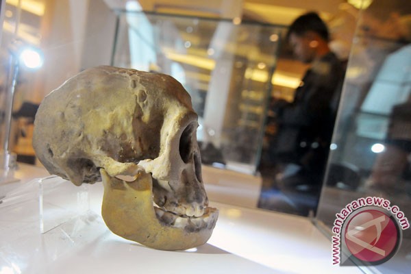 Foto Fosil Manusia Purba Tetua Ditemukan di Flores