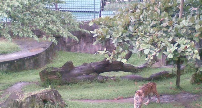 Foto Ini Penjelasan Pemko Bukittinggi Terkait Kematian 4 Ekor Harimau