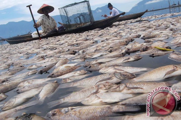 Foto 10 Ton Ikan Keramba di Danau Maninjau Mati