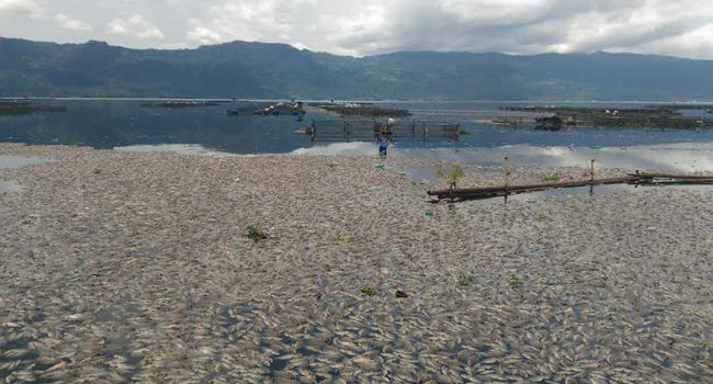 Foto Sudah 3.100 Ton Ikan Keramba di Danau Maninjau Mati