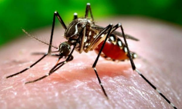 Foto Dinkes Padang Imbau Warga Waspadai Virus Zika