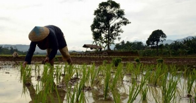 Foto Dicaplok Permukiman, Lahan Pertanian di Padang Terus Menyusut