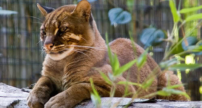 Foto Kucing Emas di Kebun Binatang Bukittinggi Belum Bisa Dilihat