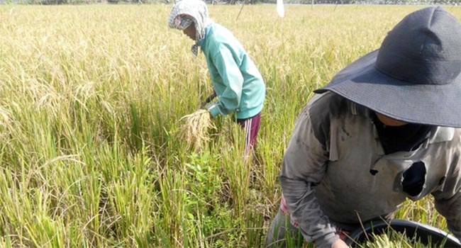 Foto Pola Pendampingan Mampu Tingkatkan Hasil Pertanian Desa Binaan