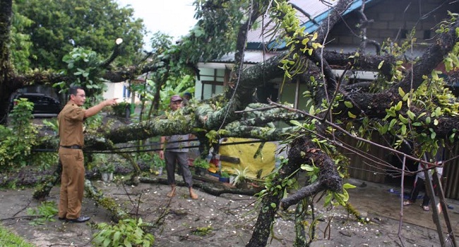 Foto Rumah Warga  Sungai Cubadak Ditimpa Pohon