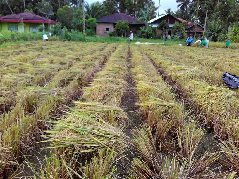 Foto Kota Padang Tambah 40 Hektar Lahan Pertanian Baru