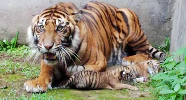 Foto Harimau Sumatera Lahirkan Tiga Anak di Kebun Binatang Bukitinggi