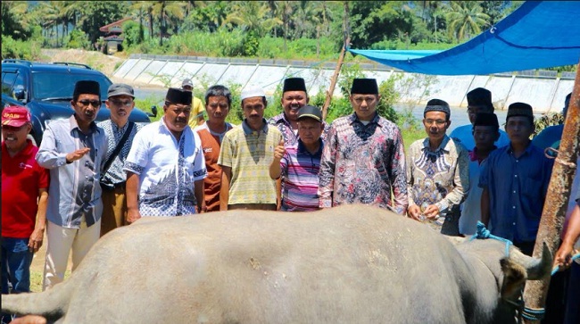 Foto Mambantai Kabau, Tradisi Anak Nagari di Solok Selatan Jelang Turun ka Sawah