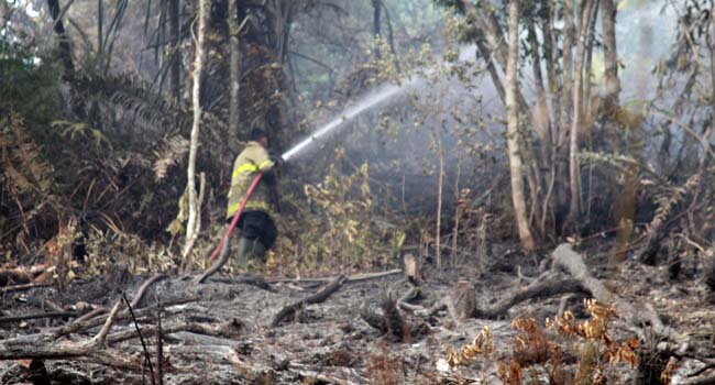 Foto 2,5 Hektare Perkebunan di Kamang Magek Terbakar