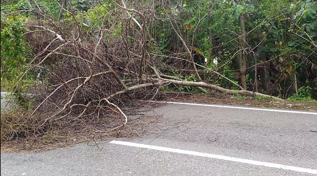 Foto Pohon Tumbang Tutup Separuh Badan Jalan ke Pantai Carocok