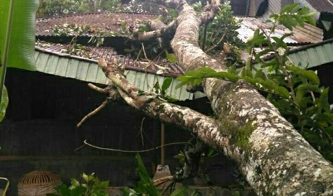 Foto Rumah di Padang Tarok Ditimpa Pohon