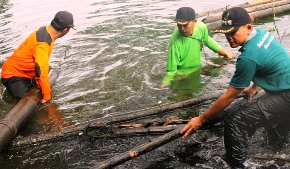 Foto Save Maninjau, Pemerintah Nagari Sungai Batang Bongkar Keramba