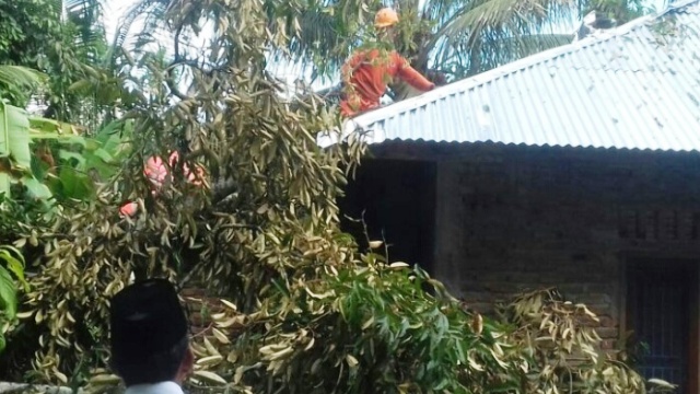 Foto Pohon Timpa Rumah di Sitanang, Balita Luka-luka 