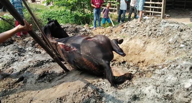 Foto Dua Ekor Kuda Pacuan di Padang Pariaman Mati Terbakar