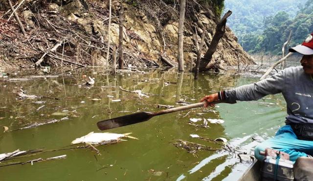 Foto Sungai Maek Tercemar, Ikan Banyak Mati