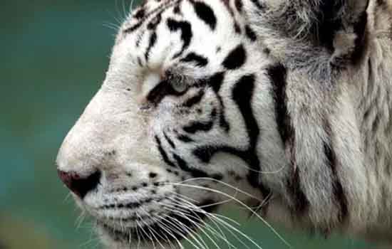 Foto Wisatawan Diterkam Harimau Putih, Begini Kronologinya