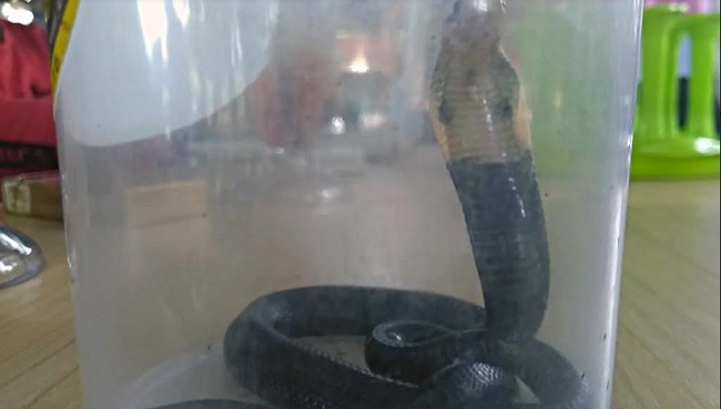 Foto Warga Padang Tangkap Anak Ular Kobra di Rumah