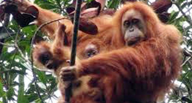 Foto 3 Orangutan Ditemukan Warga di dalam Kardus Dekat Jembatan