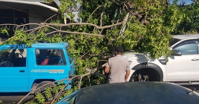 Foto Pohon Tumbang Terjadi di 10 Titik di Kota Padang, Tiga Kendaraan Tertimpa