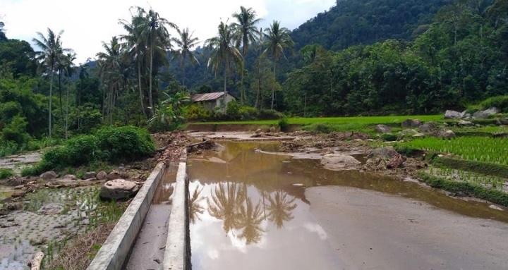 Foto Petani Solok Selatan Keluhkan Kelangkaan Pupuk