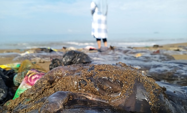 Foto Penampakan Ubur Ubur yang Terdampar di Pantai Air Tawar Barat