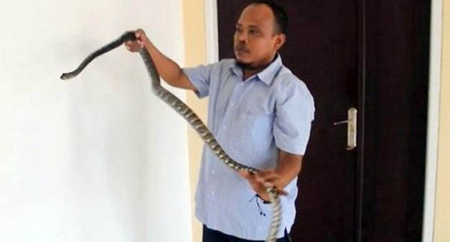 Foto Dosen di Padang Ini Sering Bawa Ular Kobra ke Kampus, Ini Alasannya