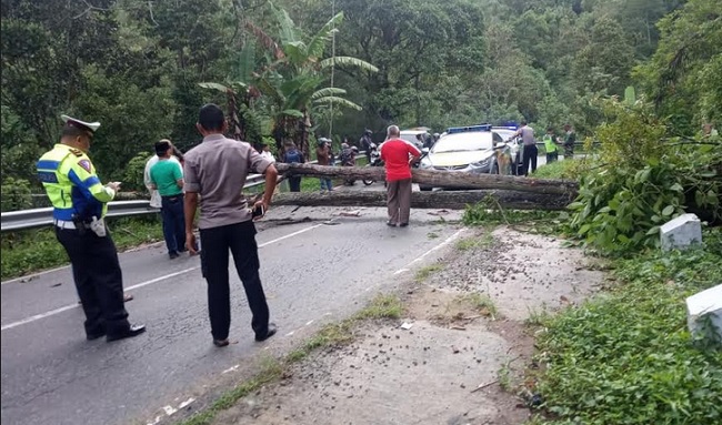 Foto Pohon Tumbang Tutup Jalan Padang Panjang - Batusangkar