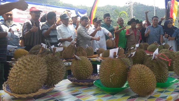 Foto Lomba Durian Kubang di Sawahlunto, Durian Songgan Terbaik Utama