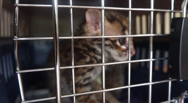 Foto Warga Padang Serahkan Empat Ekor Anak Kucing Hutan ke BKSDA Sumbar