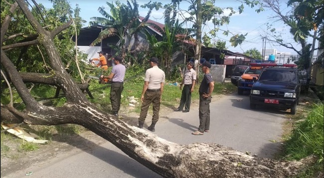 Foto Angin Kencang Lagi di Padang, Pohon Tumbang di Empat Titik