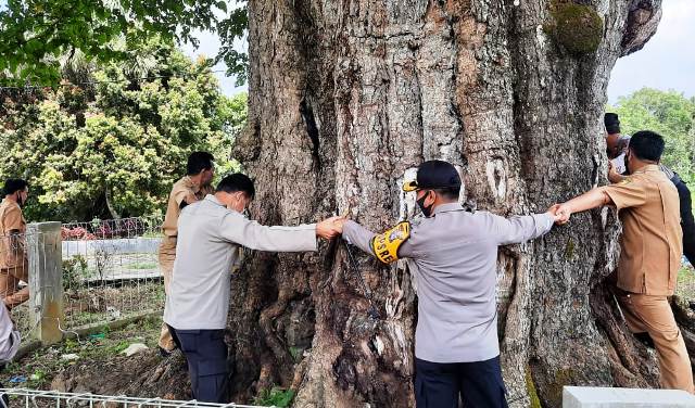 Foto Pohon Berusia Seribu Tahun Menarik perhatian Kabid Humas Polda