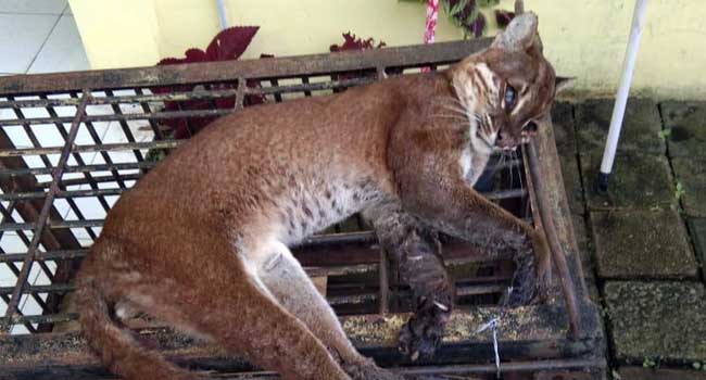 Foto Ini Penyebab Kematian Kucing Emas di Bukittinggi, Kepala BKSDA 'Kita Berduka'