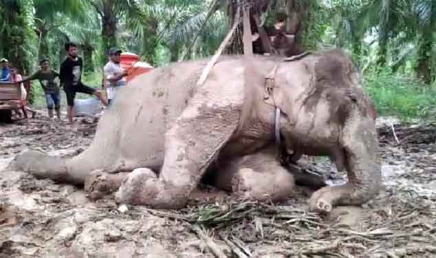 Foto Gajah 'Kovita' Mati di PLG Sembaga, Ini Penjelasan BBKSDA Riau