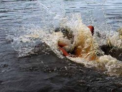 Foto Seorang Pemuda di Rohul Hilang Saat Berenang