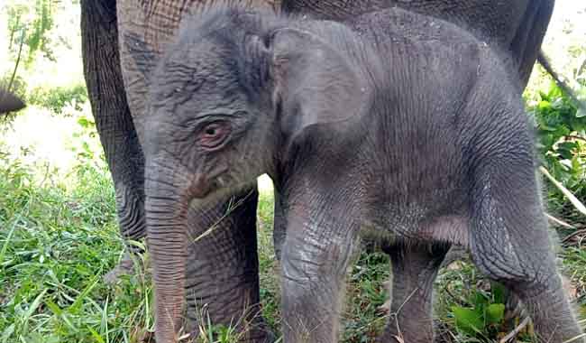 Foto Lucu, Begini Penampakan Anak Gajah yang Baru Saja Lahir di Riau