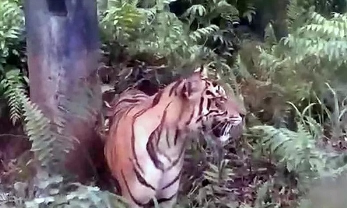 Foto BKSDA Sumbar Tingkatkan Penghalauan Harimau Dekati Permukiman Warga