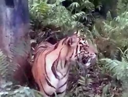 Foto Serangan Harimau di Pelalawan, Begini Kata BBKSDA Riau